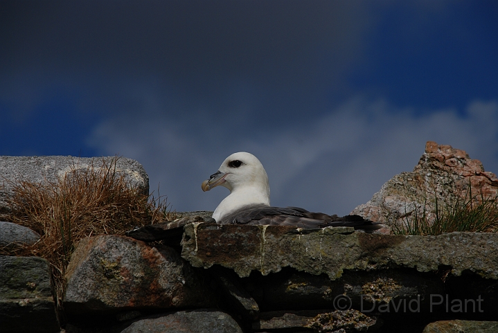 Fulmar - A.JPG - Fulmar - Shetland Islands